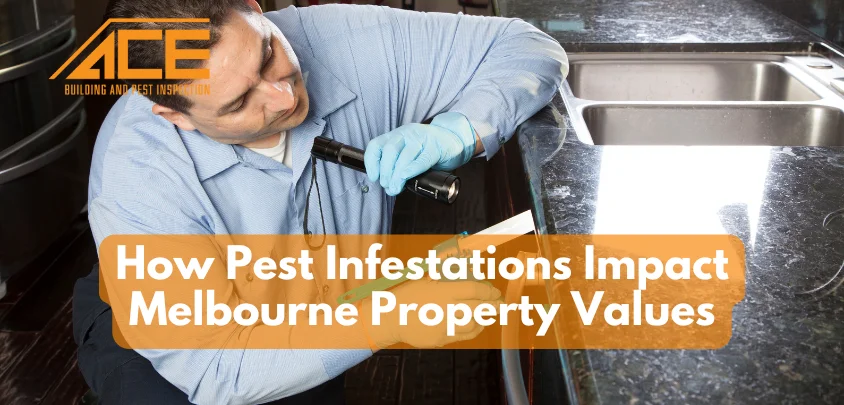How Pest Infestations Impact Melbourne Property Values