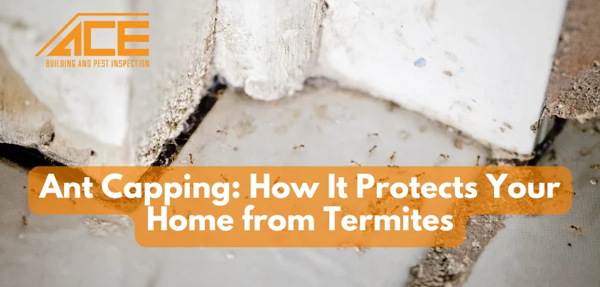 Ant Capping: How It Protects Your Home from Termites