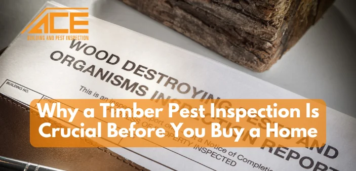 Why a Timber Pest Inspection Is Crucial Before You Buy a Home